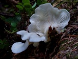 Pleurocybella porrigens image