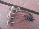 Mycena purpureofusca image