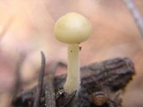 Baeospora myosura image