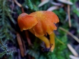 Hygrocybe miniata image