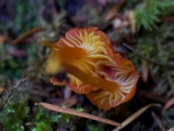 Hygrocybe miniata image