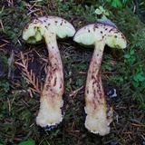 Image Associated With the Occurrence