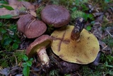 Suillus lakei image