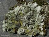 Parmelia saxatilis image