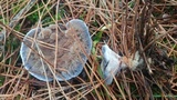Hydnellum caeruleum image