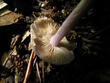 Inocybe lilacina image
