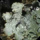 Parmelia saxatilis image