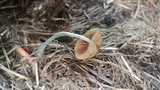 Pholiotina smithii image