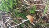 Pholiotina smithii image
