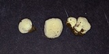 Lycoperdon curtisii image