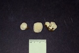Lycoperdon curtisii image