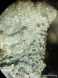 Parmelia saxatilis image