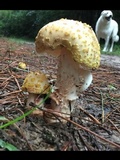 Amanita flavorubens image