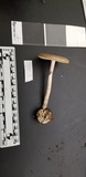 Amanita porphyria image