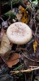 Amanita porphyria image