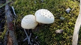 Amanita pubescens image