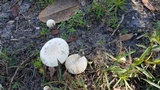 Amanita pubescens image