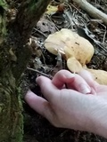 Tapinella atrotomentosa image