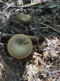 Tapinella atrotomentosa image