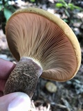 Tapinella atrotomentosa image