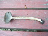 Clitocybula atrialba image