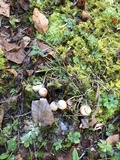 Calostoma cinnabarinum image