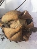 Geastrum welwitschii image