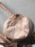 Geastrum welwitschii image