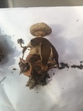 Geastrum welwitschii image