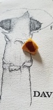 Gymnopilus luteus image