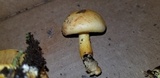 Gymnopilus luteus image