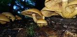 Gymnopilus luteus image