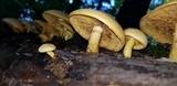 Gymnopilus luteus image