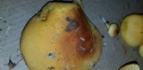 Gymnopilus luteus image