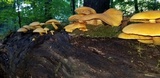 Gymnopilus luteus image