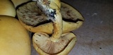 Gymnopilus luteus image