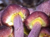 Gymnopilus luteofolius image