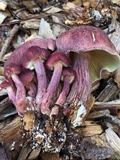 Gymnopilus luteofolius image