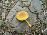 Pluteus admirabilis image