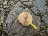 Pluteus admirabilis image