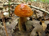 Boletus longicurvipes image