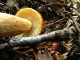 Boletus longicurvipes image