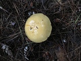 Suillus punctipes image