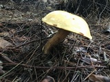 Suillus punctipes image