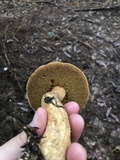 Suillus punctipes image