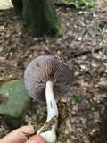 Cortinarius iodes image