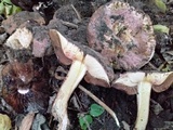 Allopsalliota geesterani image