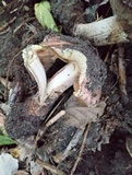 Allopsalliota geesterani image