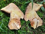Allopsalliota geesterani image