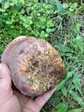 Allopsalliota geesterani image